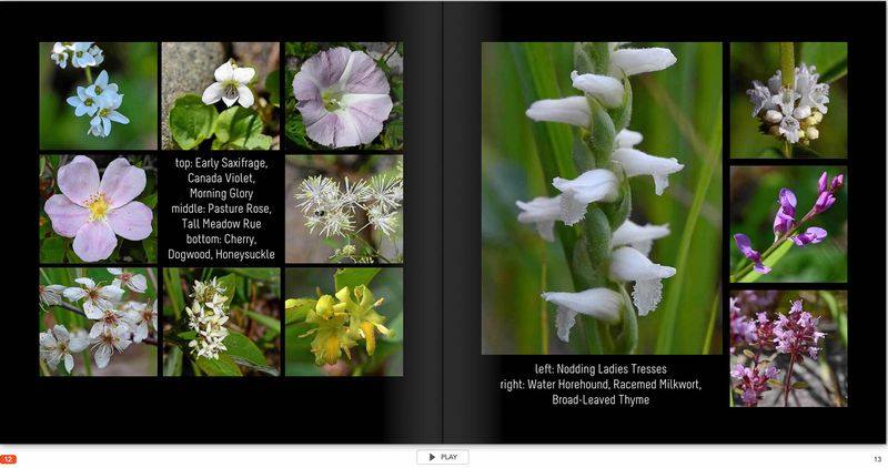 flower page 12 TG6MLR2020.jpg