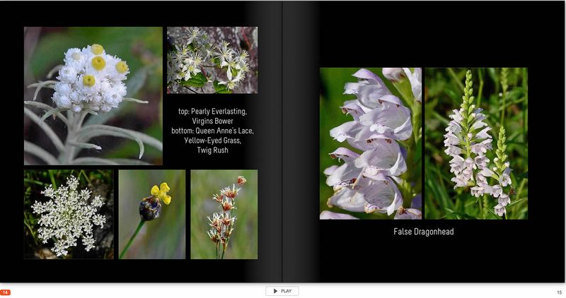 flower page 14 TG6MLR2020.jpg