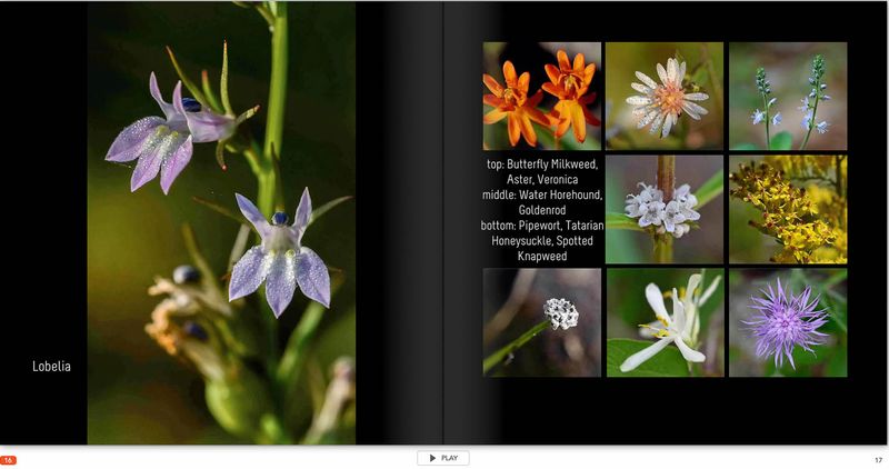 flower page 16 TG6MLR2020.jpg