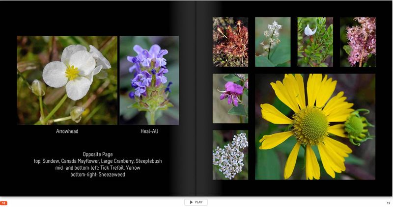 flower page 18 TG6MLR2020.jpg