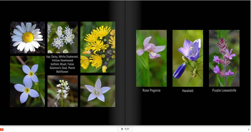 flower page 2 TG6MLR2020.jpg