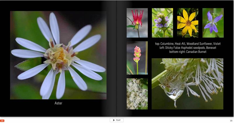 flower page 22 TG6MLR2020.jpg