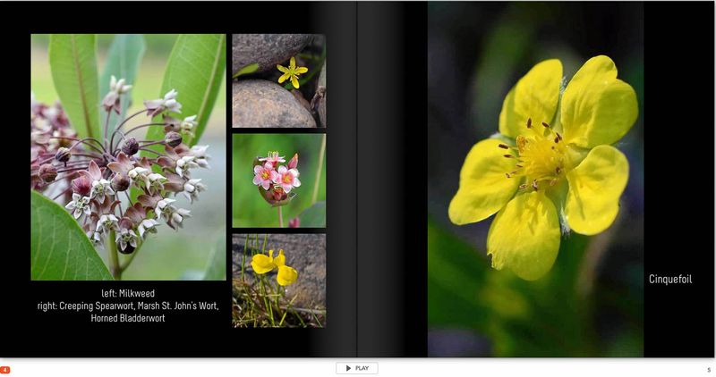 flower page 4 TG6MLR2020.jpg