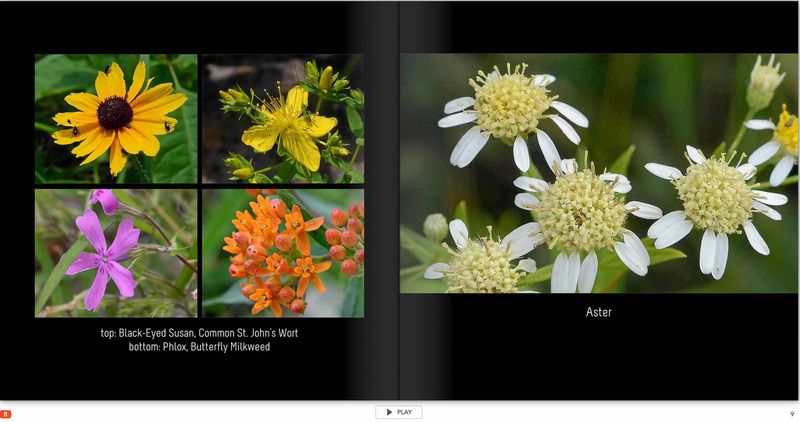 flower page 8 TG6MLR2020.jpg