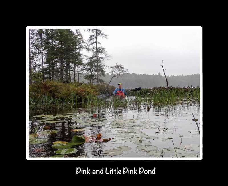 Pink Pond cover.jpg