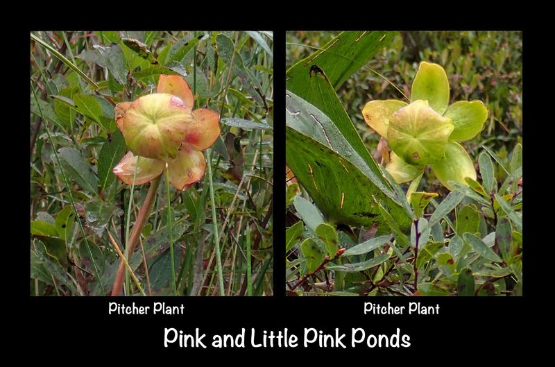 pink pond flowers.jpg