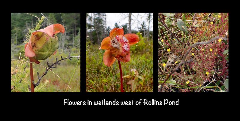Rollins Pond flowers.jpg