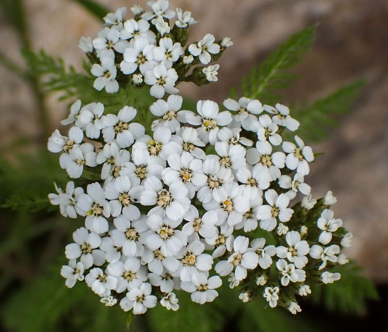 P6110347 TG6MLR2023.jpg