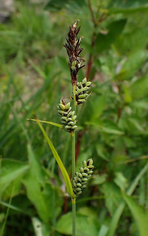 P6110376 TG6MLR2023.jpg
