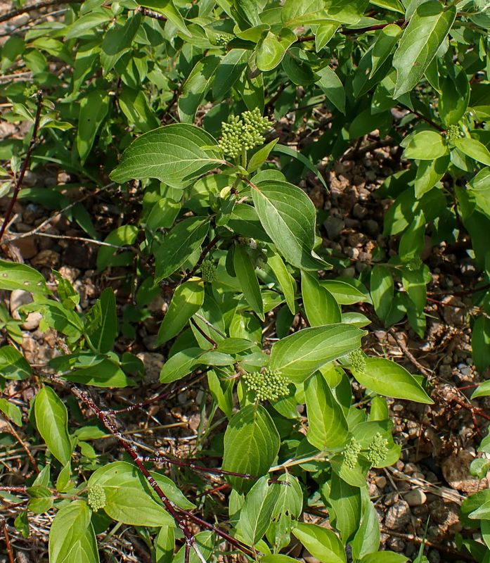 P6110424 TG6MLR2023.jpg