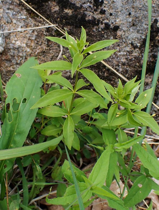 P6110435 TG6MLR2023.jpg