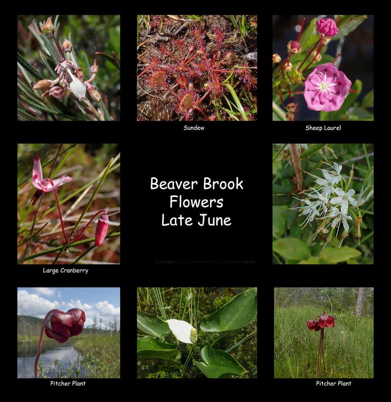 Beaver Brook plants.jpg