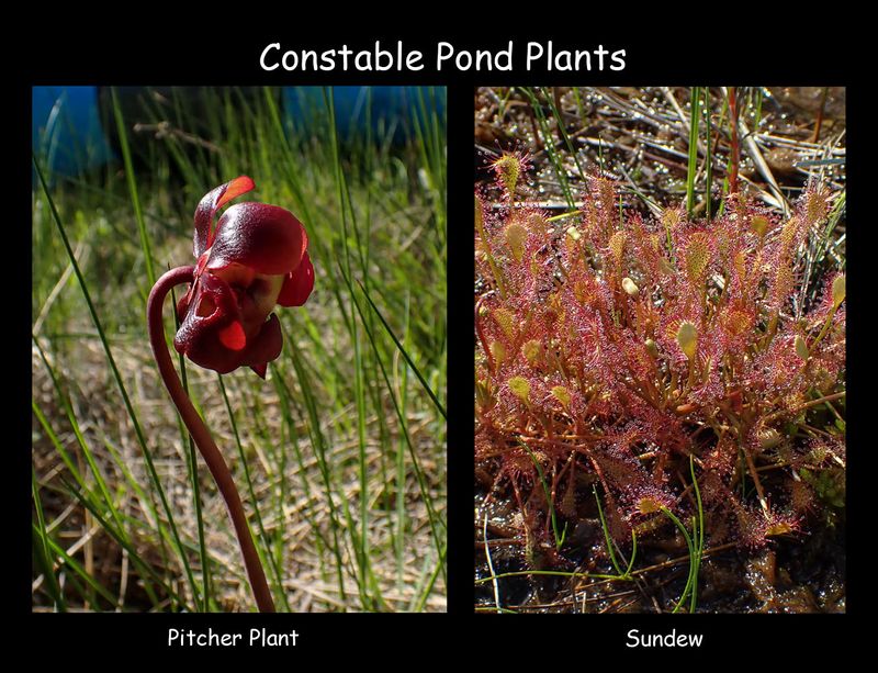 Constable Pond plants.jpg