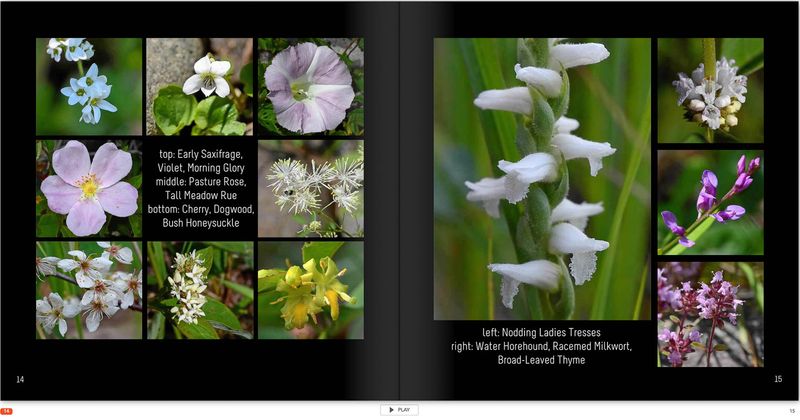 20230712-Flowers p 14.jpg
