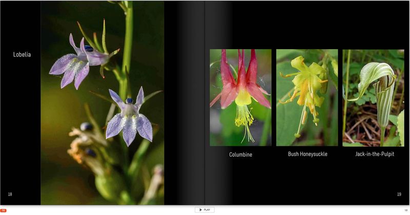 20230712-Flowers p 18.jpg