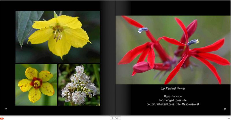 20230712-Flowers p 22.jpg