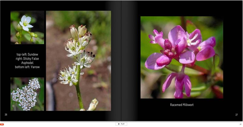 20230712-Flowers p 26.jpg