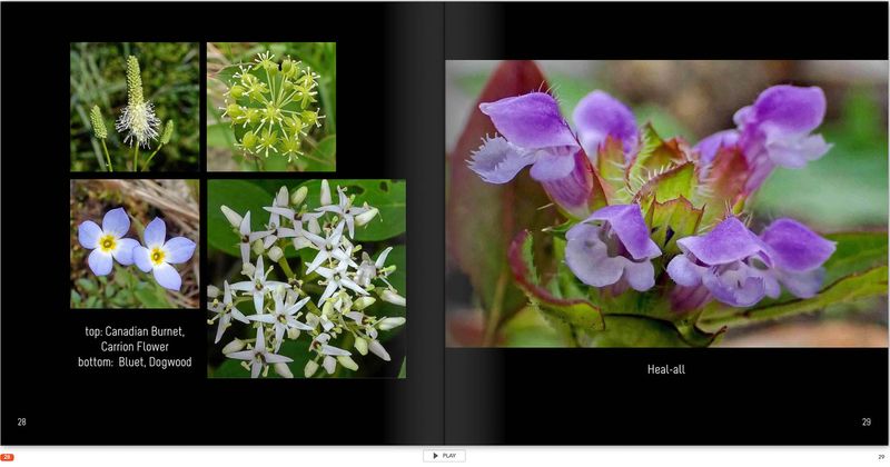 20230712-Flowers p 28.jpg