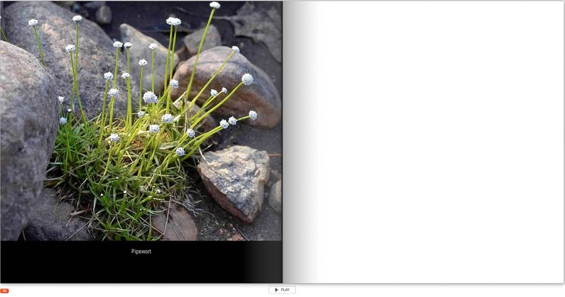20230712-Flowers p 36.jpg