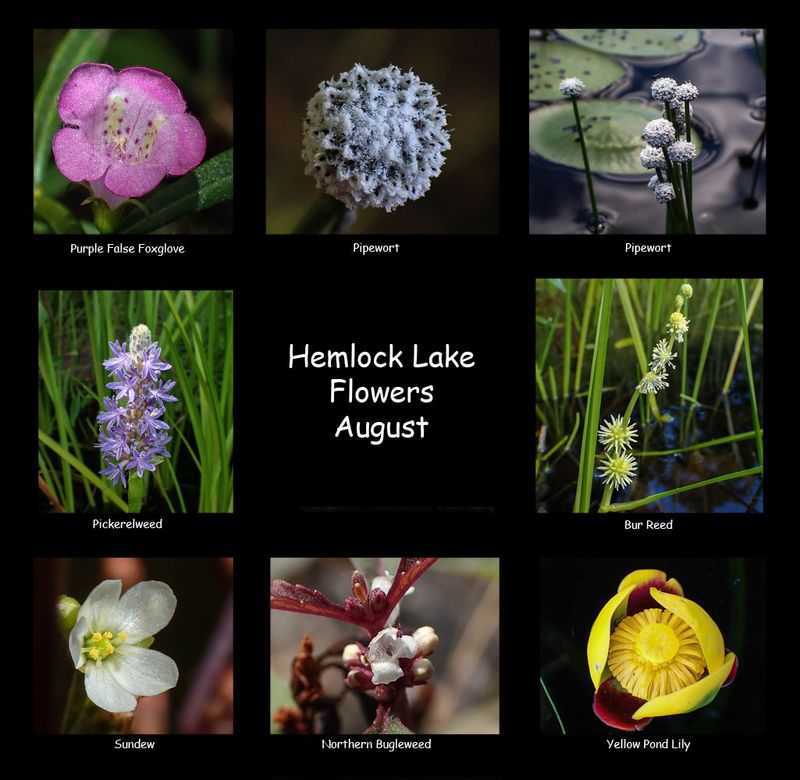 Hemlock Lake flowers.jpg