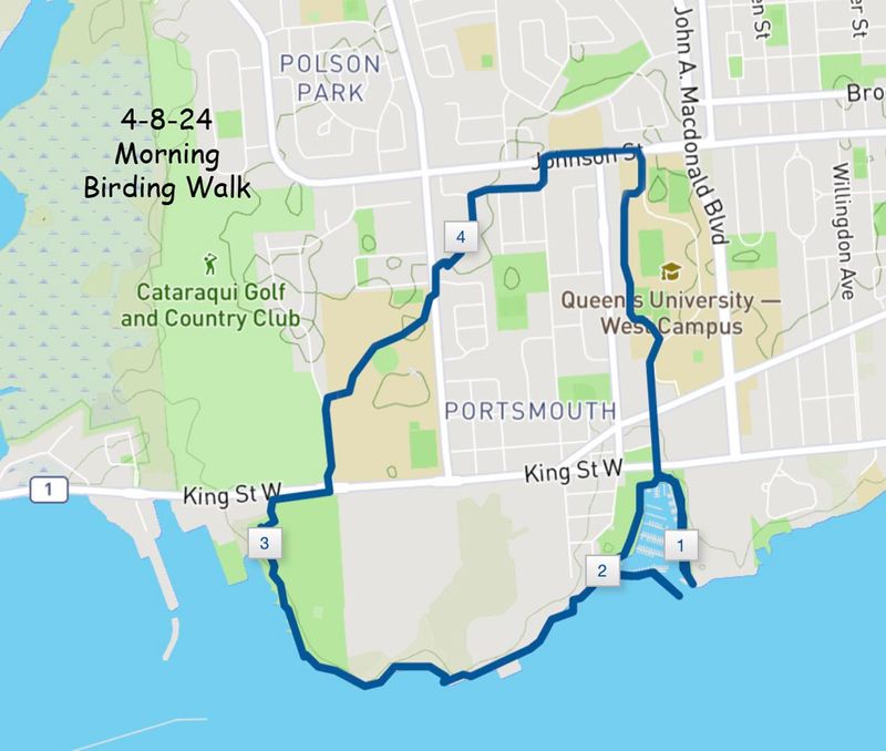 4-8-24 am walk map.jpg