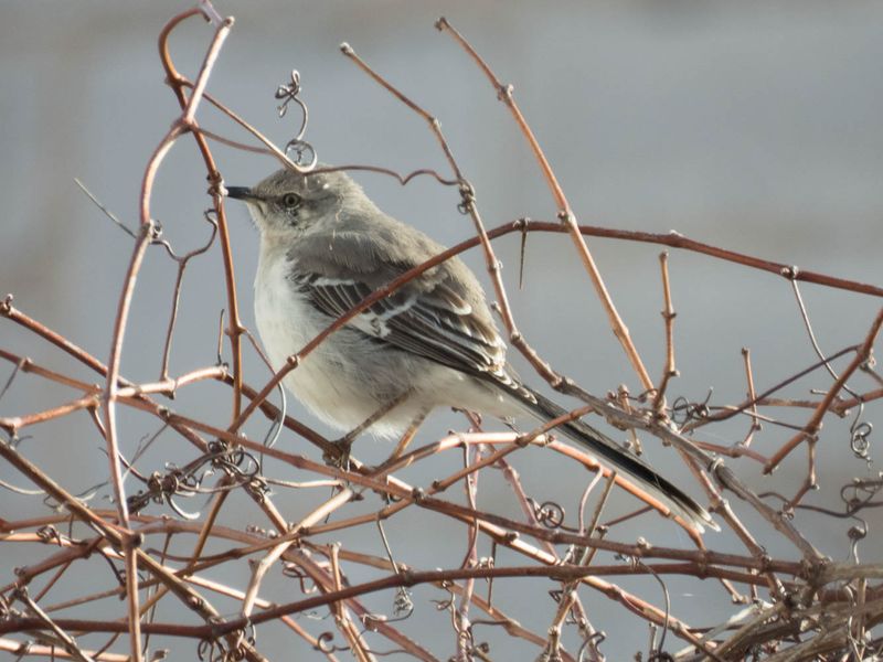 Northern Mockingbird Phil MLR2023.jpg
