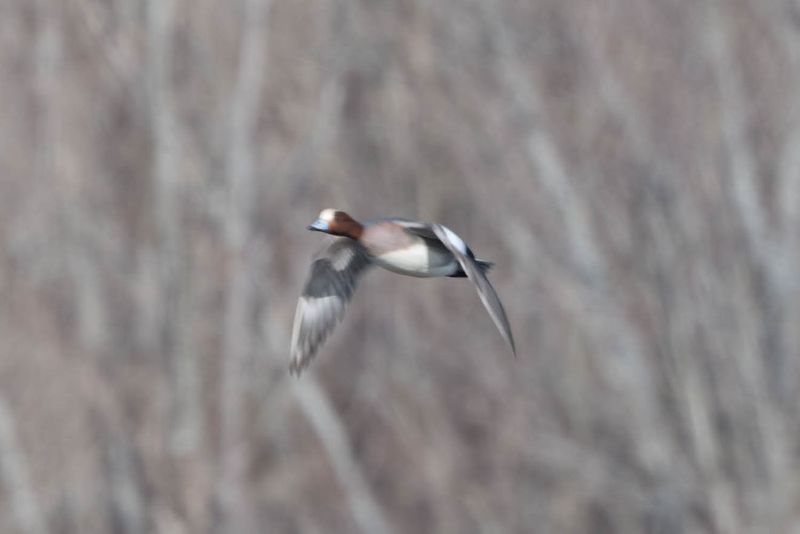 Eurasian Wigeon Phil MLR2023.jpg