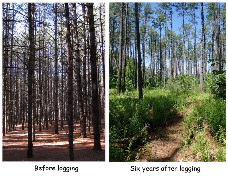 before and after logging.jpg