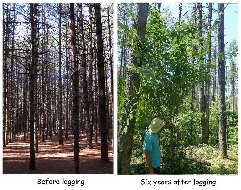 before and after logging2.jpg