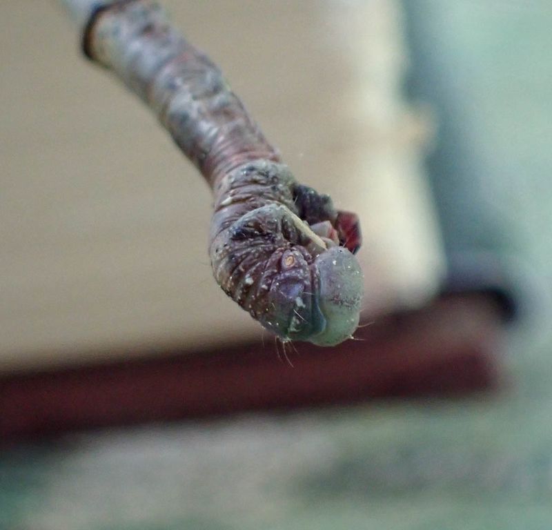 P6086441 TG6MLR2023.jpg