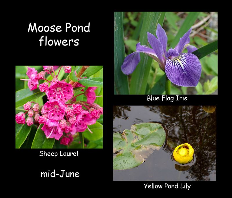 Moose Pond Flowers.jpg