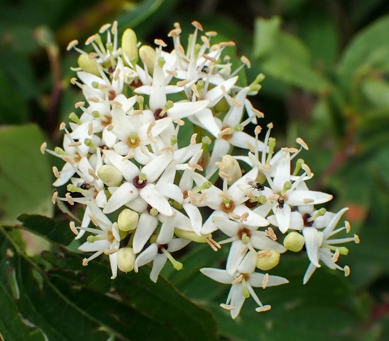 P6266922 TG6MLR2023.jpg