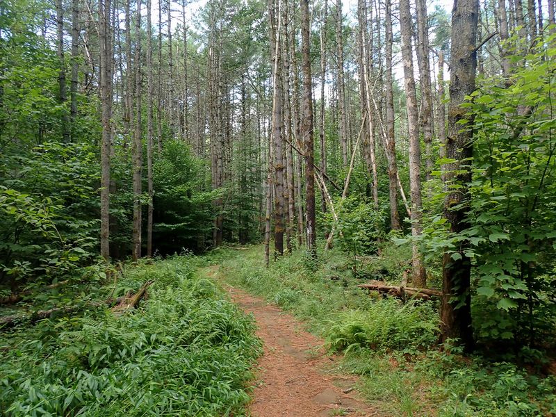 Trails - July 2024