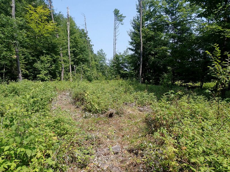 Trail 36 - July 27, 2024