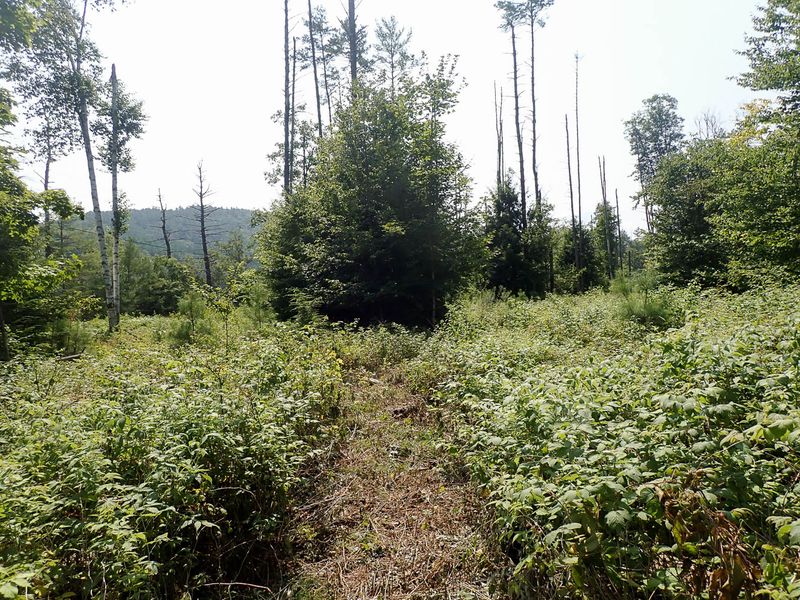 P7287398 TG6MLR2023.jpg