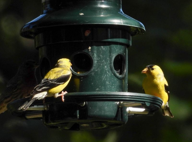 Backyard Birds