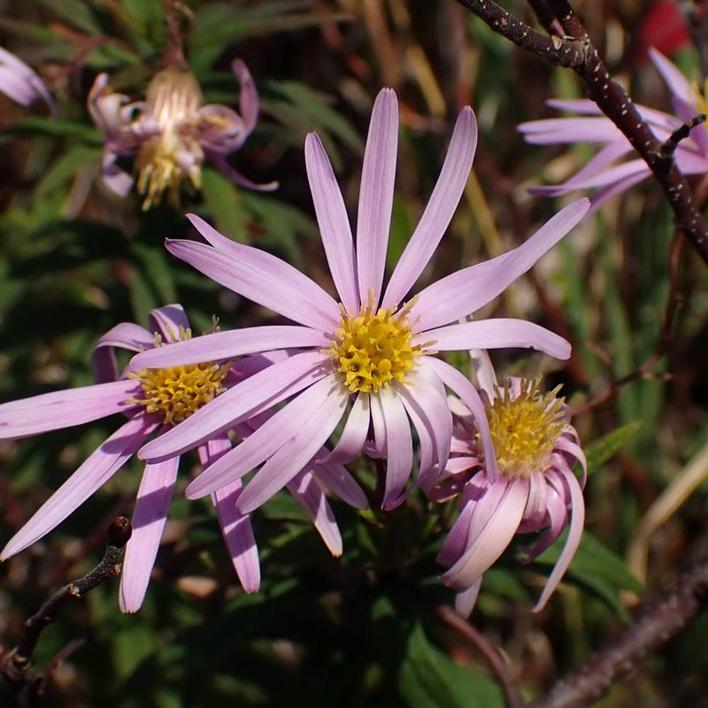 P9148292 TG6MLR2023.jpg