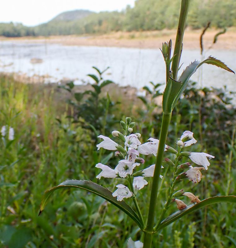 P9178364 TG6MLR2023.jpg
