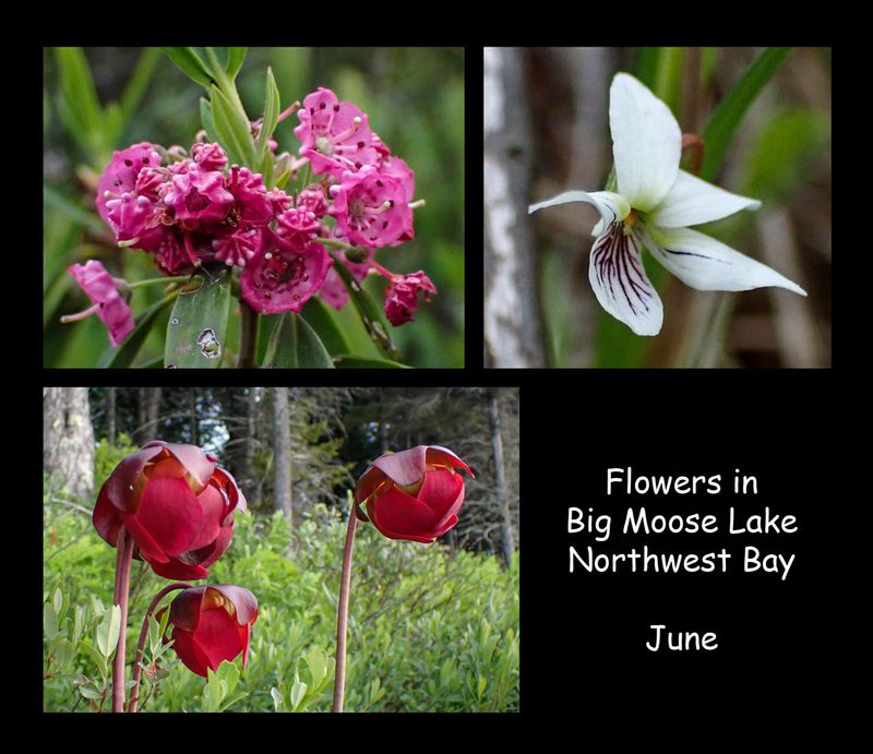 Big Moose Flowers.jpg