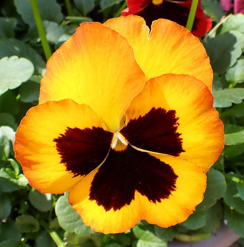 P4299993 TG6MLR2023.jpg