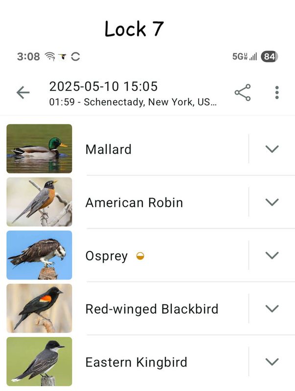 5-10-24 Lock 7 birds.jpg