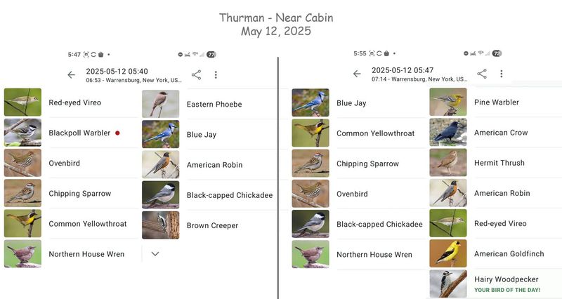 5-12-25 thurman early am birds.jpg