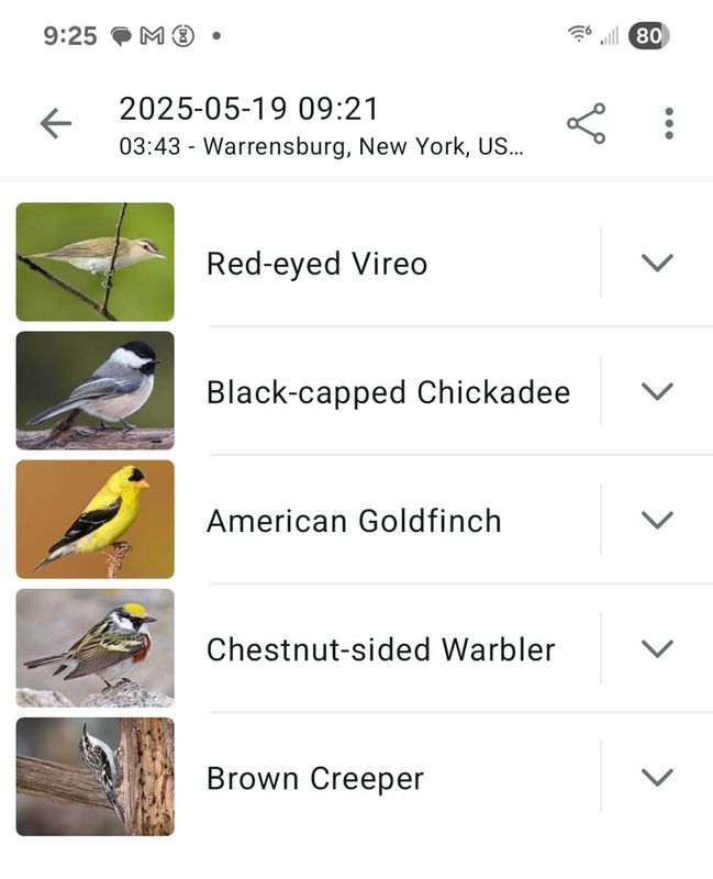 5-19-25 thurman birds.jpg