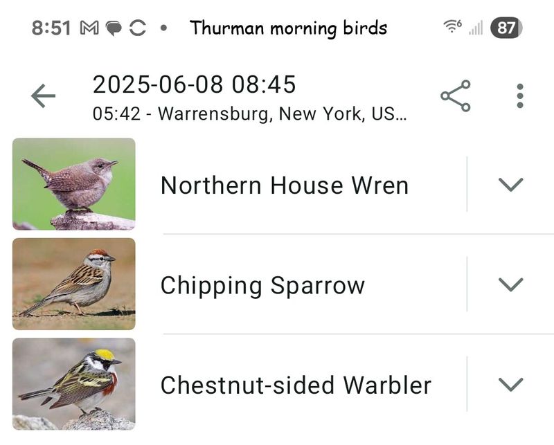 6-8-25 Thurman birds.jpg