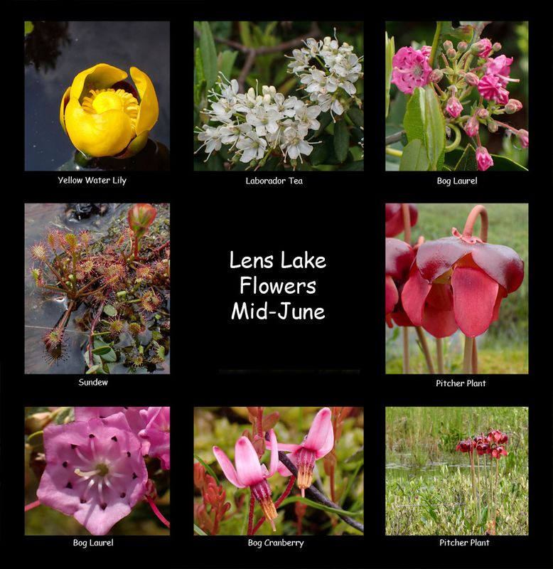 Lens Lake Flowers.jpg