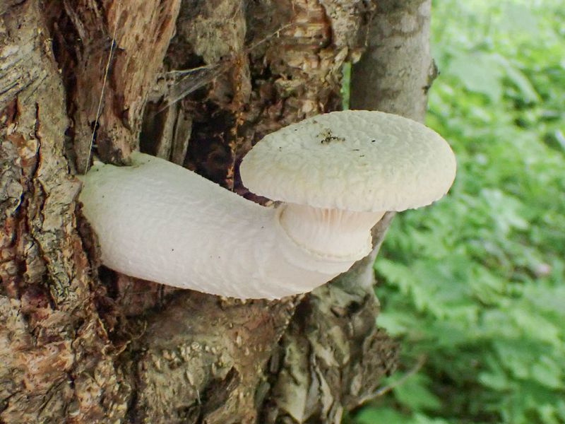 P6130534 TG6MLR2023.jpg