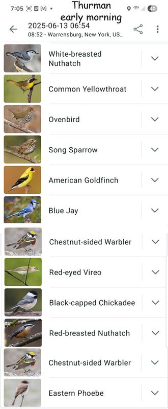 Thurman - Ample Camp Birds