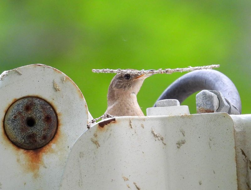 Thurman Bird Pics