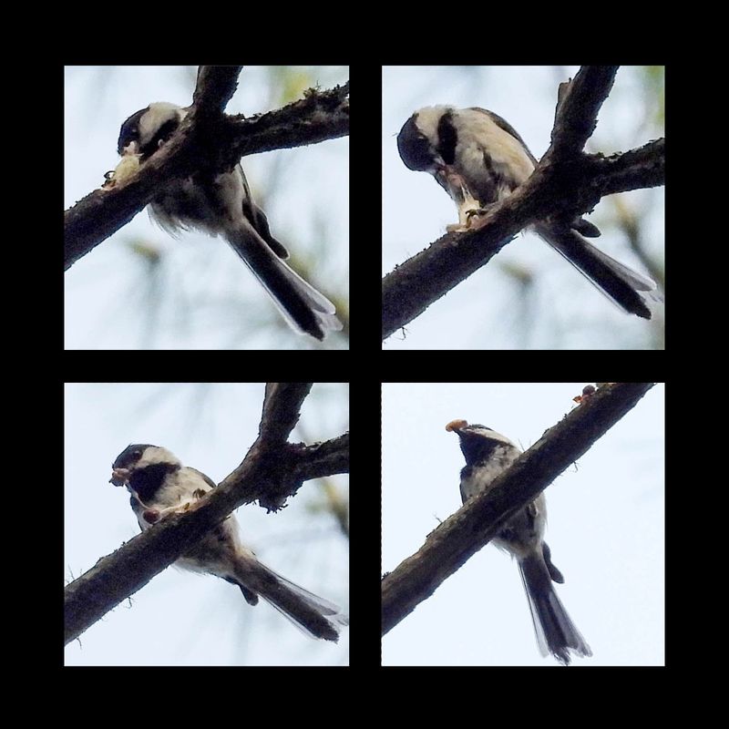 Thurman Bird Pics
