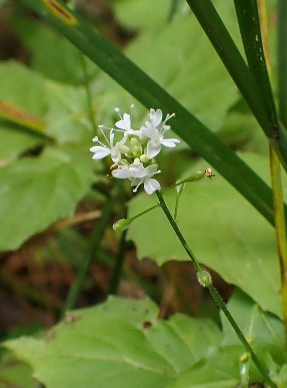 P6250692 TG6MLR2023.jpg